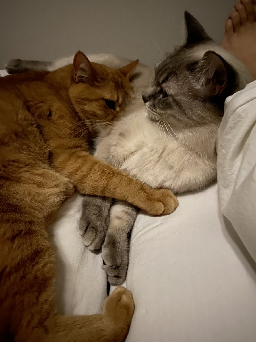 uzucatart's tweet photo. 大好きにゃ❤️
#ねこ #猫 #cat #茶トラ #シャム猫 #保護猫 https://t.co/XZEol4kMFm