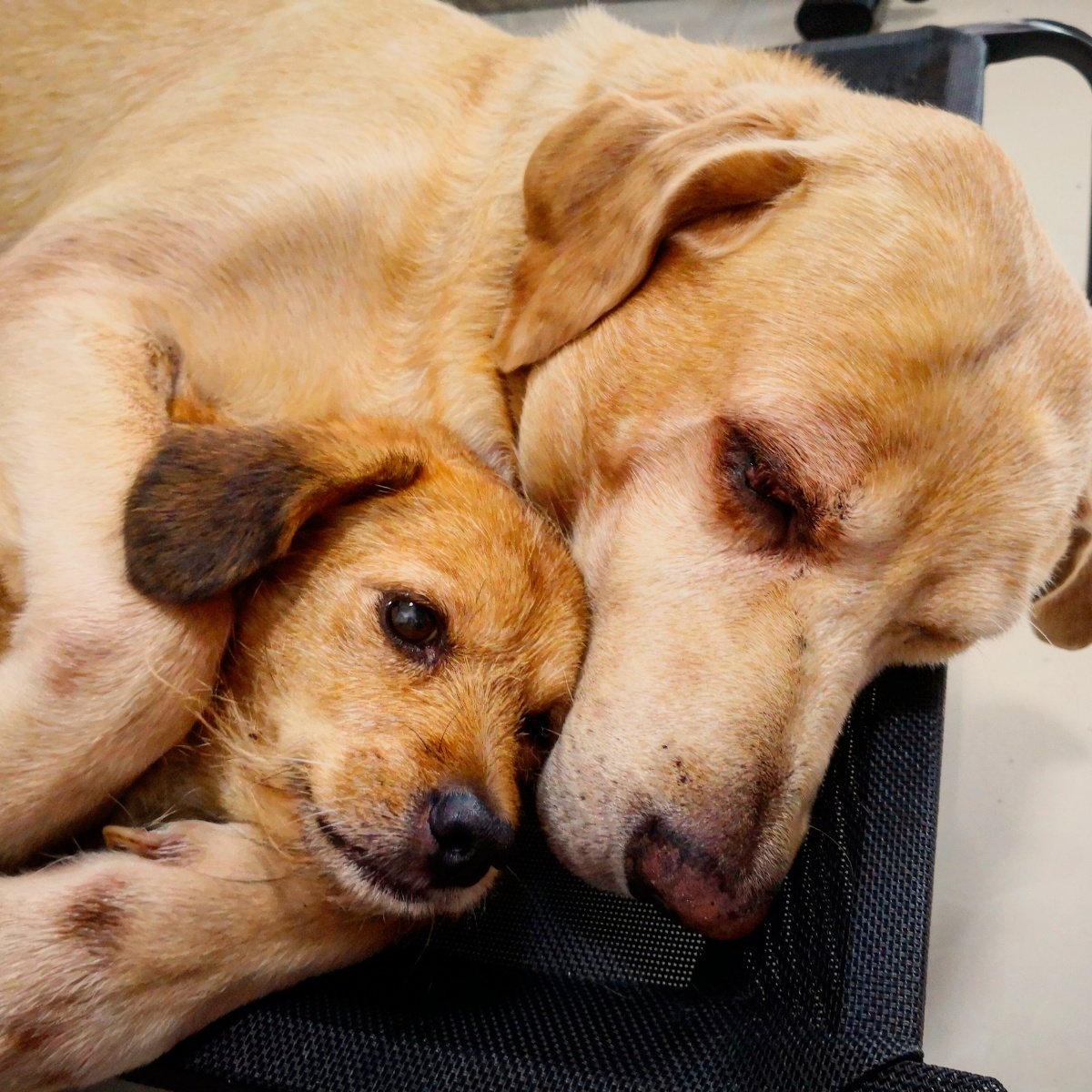 Trottf4zpc's tweet photo. Mi perro max pasó de un cachorro chiquito a un amigo enorme y lleno de amor en solo 1 ao  Cada día es una nueva aventura juntos. https://t.co/8s2inDpDds