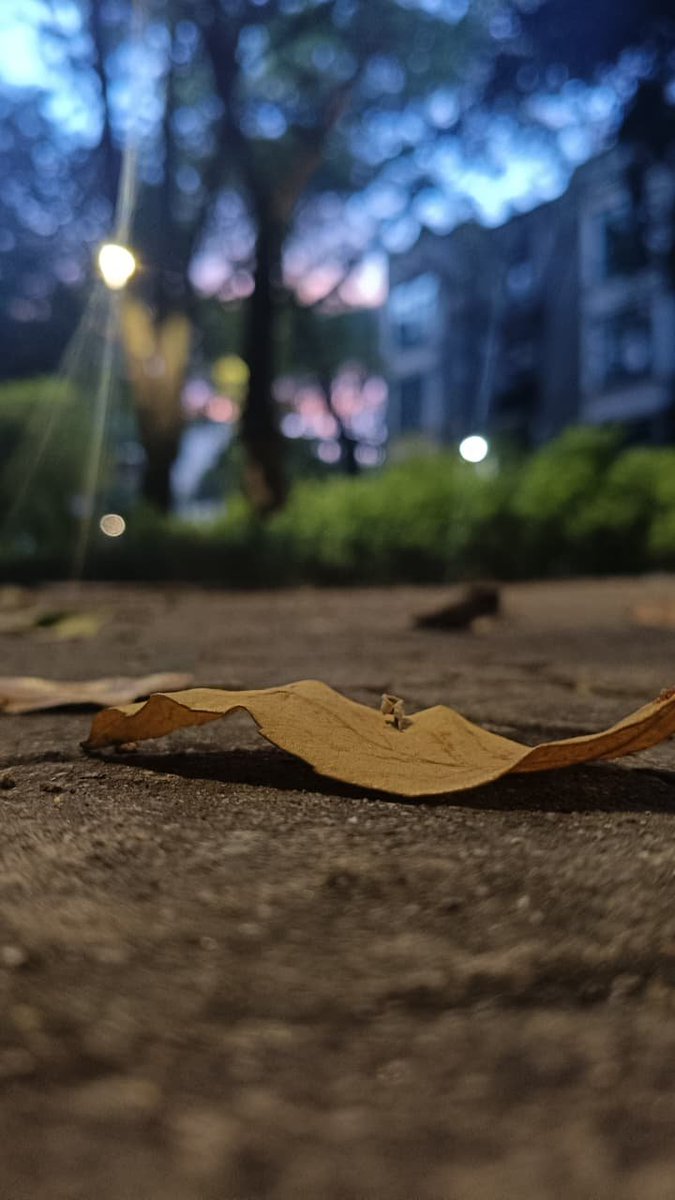 conejitapink26's tweet photo. #autum #autumcolors #amocondesa https://t.co/41IryaNWqJ