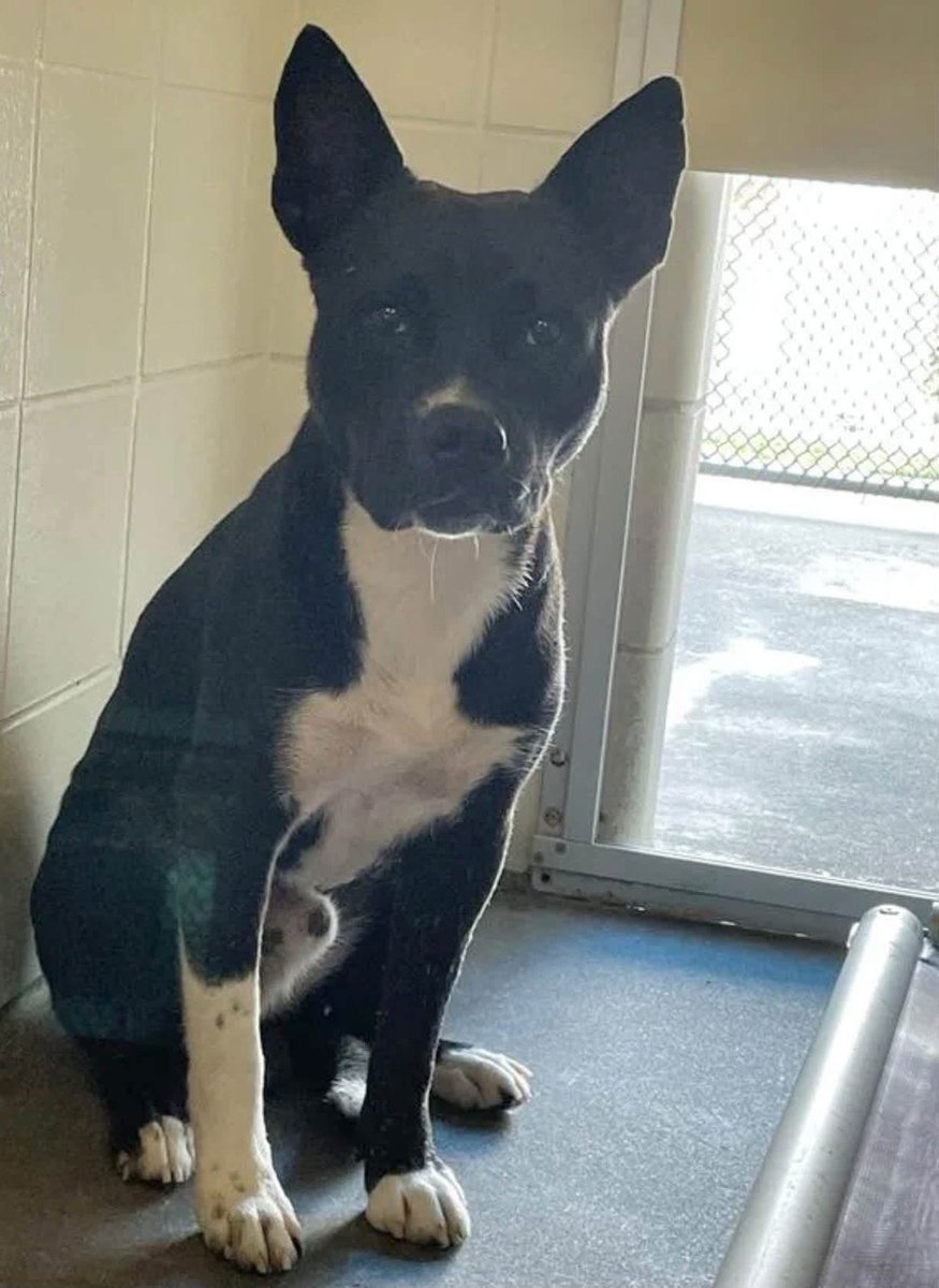 LisaBrabson's tweet photo. JUMPER #A390246 18mo
"Have u heard,THEY WANT TO KILL ME,I DID NOTHING WRONG!"
WE can't let ##CorpusChristiACS KILL this wee darling!
He hasn't had a chance to live yet! He is just a PUPPY😡🤬
PLZ HURRY ⌛️ #ADOPT #FOSTER OR #PLEDGE4RESCUE to save his wee soul!
$25 to ADOPT #TX https://t.co/qQ35cMWIJJ