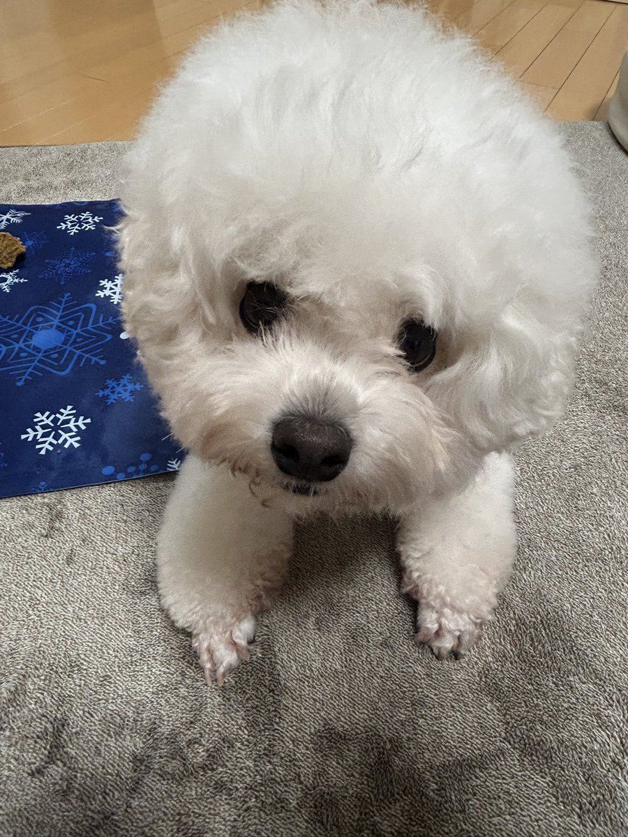 tororo0927's tweet photo. 飼い主めっちゃ遊びに誘われてる🥰 https://t.co/Dlhq8G8AoY