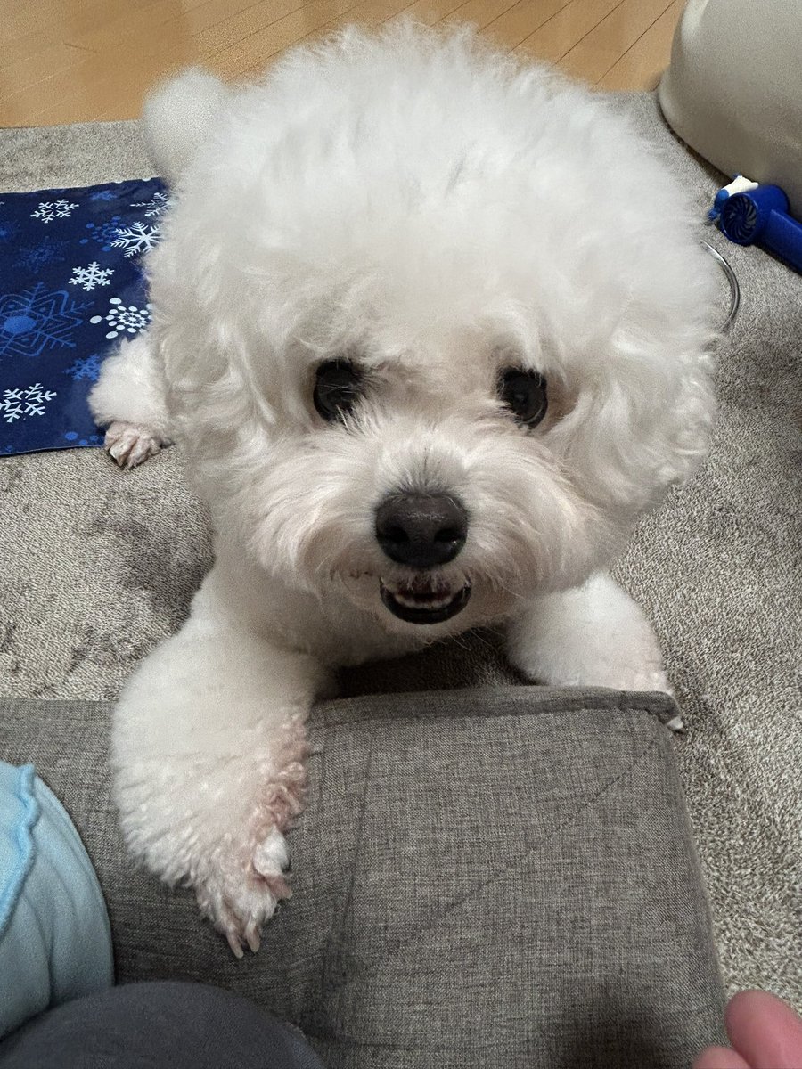 tororo0927's tweet photo. 飼い主めっちゃ遊びに誘われてる🥰 https://t.co/Dlhq8G8AoY