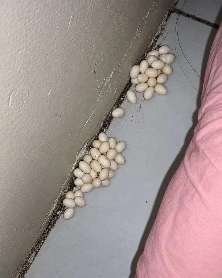 Mesotpit's tweet photo. I stayed at a friend’s house last night and almost left in the middle of the night. 😭

She invited me over for dinner and a sleepover since it had been forever since we’d had a night like that. She warned me the guest room was a little dusty because no one had used it in ages.
Fine.

But when I moved the bed to put on the sheets… I FOUND THIS. 😭

How long had she not checked this room for a whole new life to be growing in there?!￼