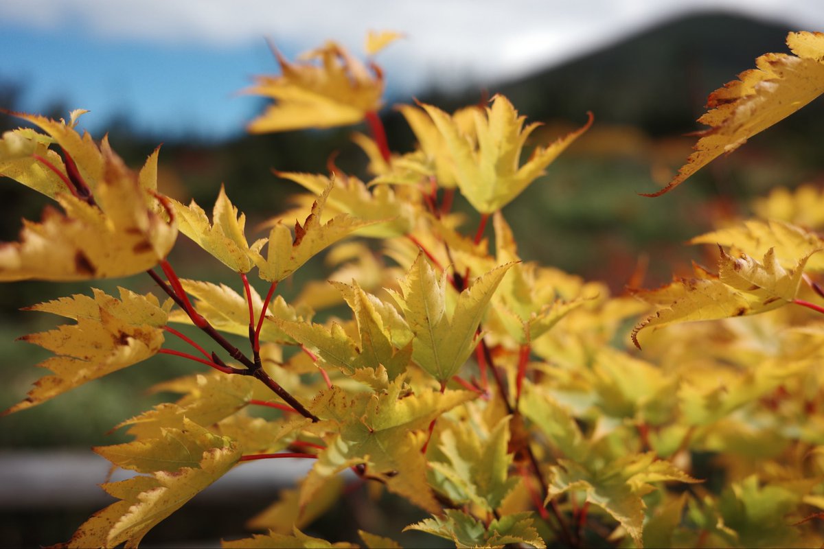 MapleShadow's tweet photo. Not quite red yet.
Still becoming. 🍁 https://t.co/pnnioRd1QF