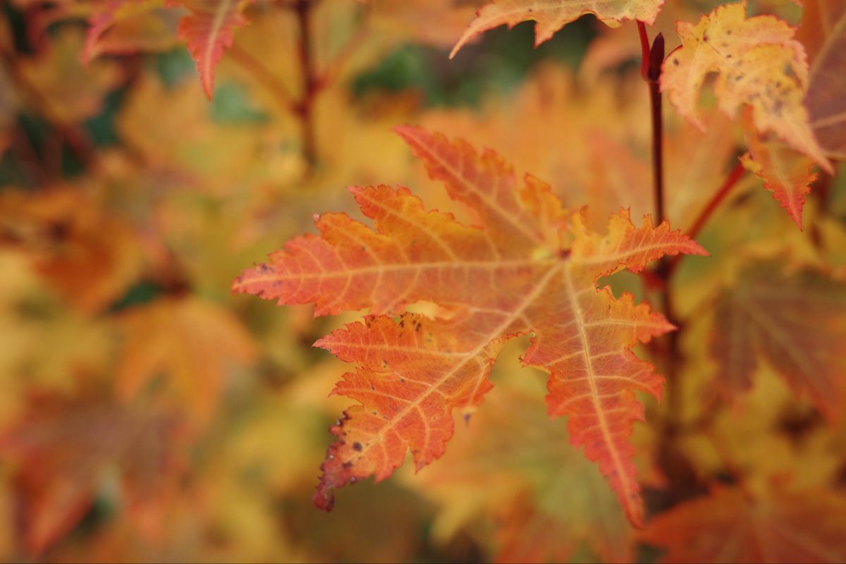 MapleShadow's tweet photo. Not quite red yet.
Still becoming. 🍁 https://t.co/pnnioRd1QF