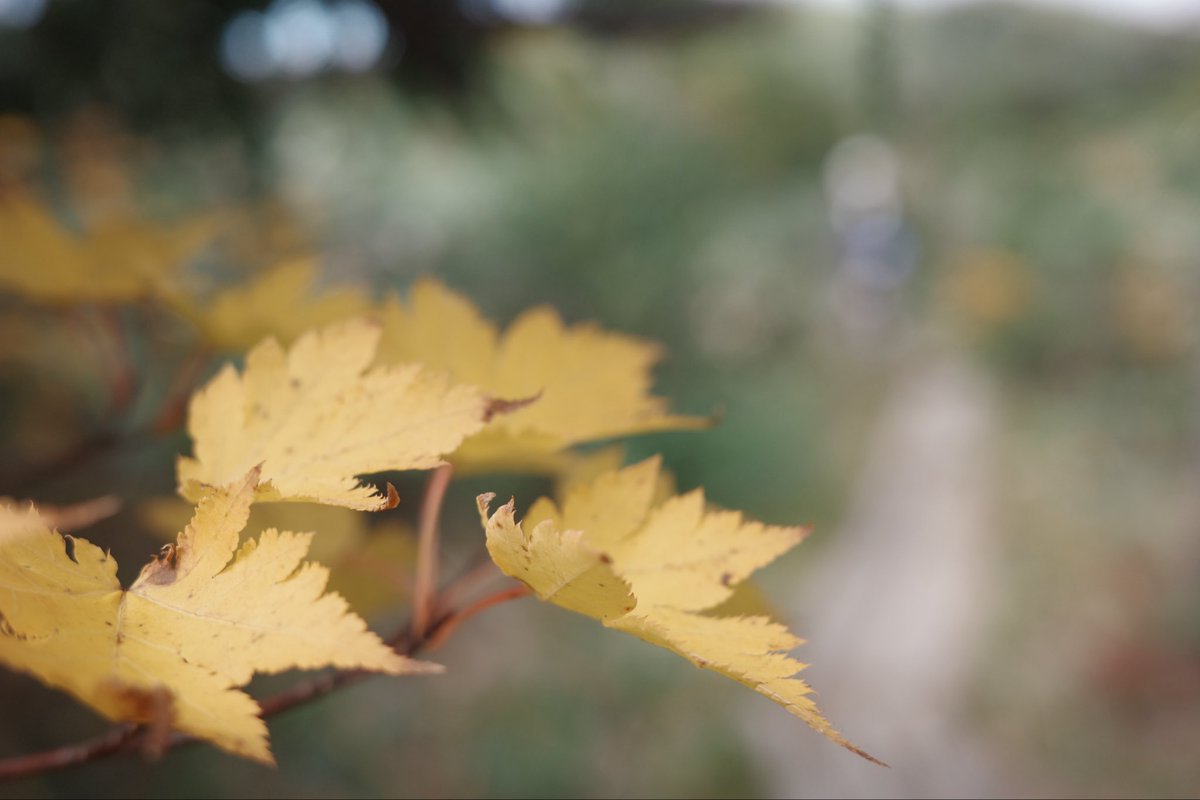 MapleShadow's tweet photo. Not quite red yet.
Still becoming. 🍁 https://t.co/pnnioRd1QF