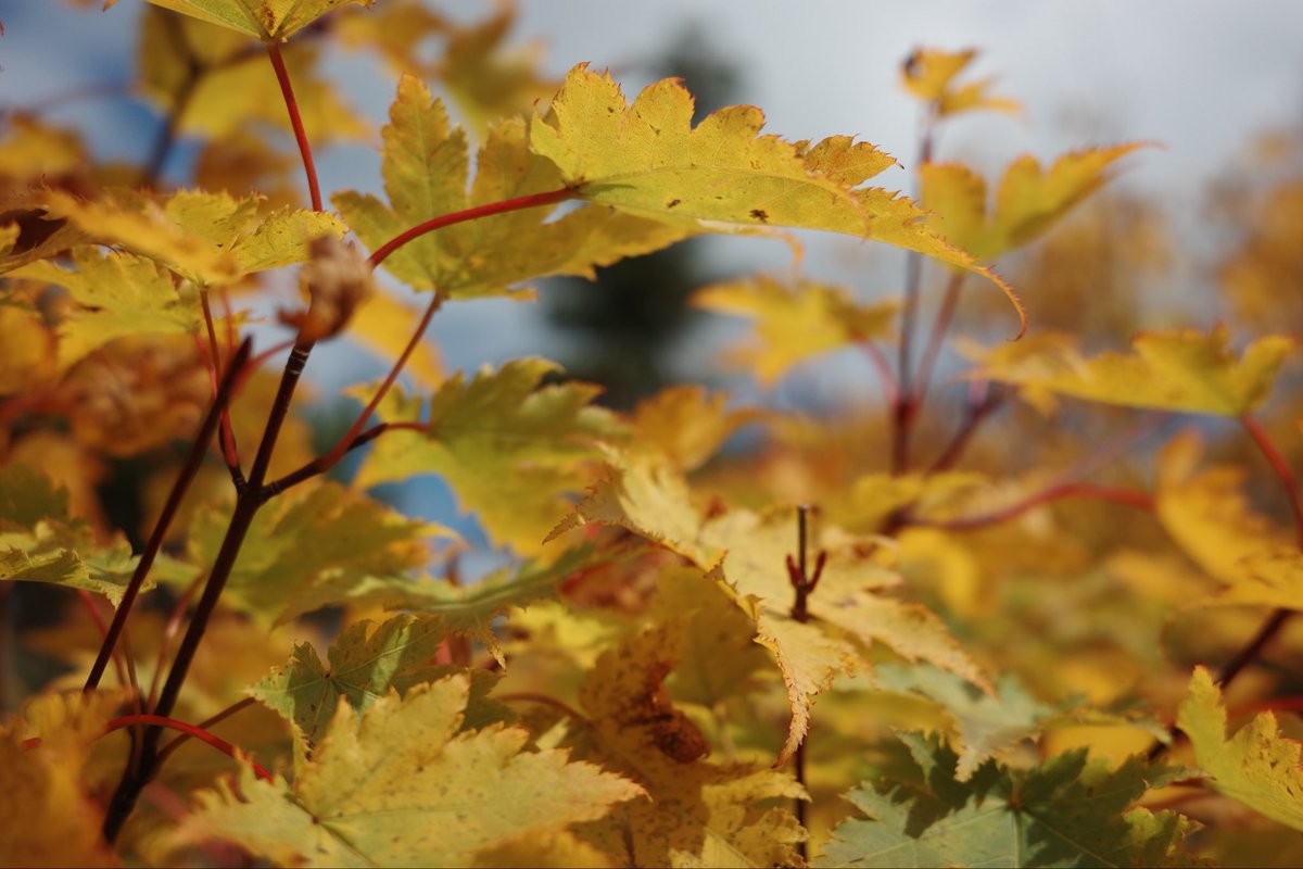 MapleShadow's tweet photo. Not quite red yet.
Still becoming. 🍁 https://t.co/pnnioRd1QF