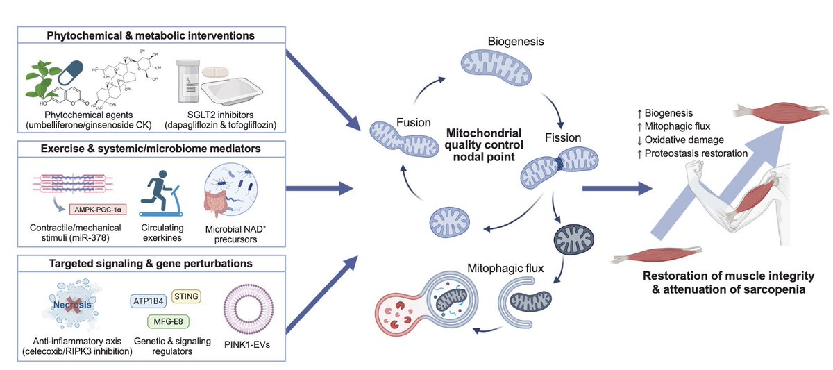 a_garciahermoso's tweet photo. 🏃‍♂️Esta revisión sitúa al ejercicio como piedra angular terapéutica para combatir la disfunción muscular en la diabetes

🧬Mejora el control de calidad mitocondrial
⚡Favorece la biogénesis y función mitocondrial
💪Contribuye a preservar la salud muscular

https://t.co/MwLds5Pigp https://t.co/oeSMaD5v5G