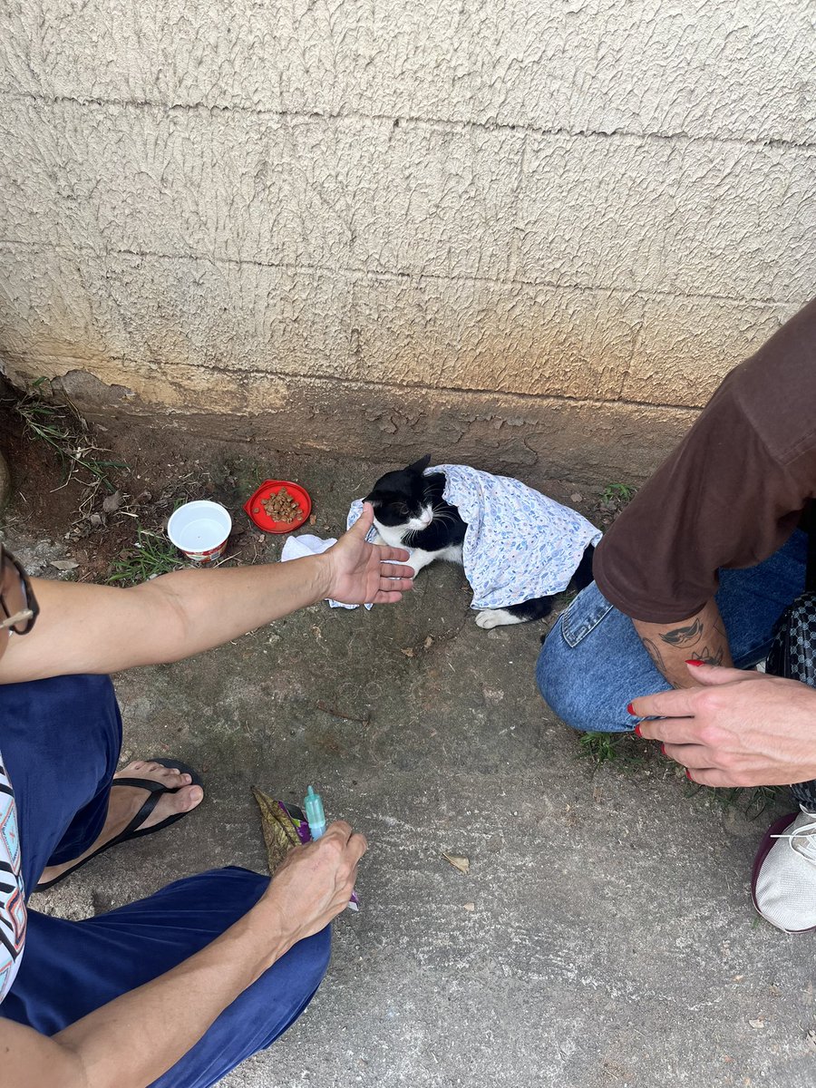 letcia_tinoco's tweet photo. Pessoal, estamos cuidando do Frajola, um gatinho que foi atropelado por uma moto no dia 29/09, em Rocha Miranda - Rio de Janeiro. Após o acidente, levamos ele ao veterinário e conseguimos um lar temporário. Porém, como ele não estava comendo, bebendo água, urinando ou defecando, além de apresentar sangramento e não movimentar as patas traseiras, precisou ser internado para exames e controle da dor hoje. 

Conseguimos custear a internação, as medicações, a alimentação especial, os raios X e a ultrassonografia (1.400,00) Agora, estamos arrecadando recursos para dar continuidade ao tratamento e precisamos urgentemente de um lar temporário para acolhê-lo a partir de amanhã, às 12h, durante a cirurgia e o período de recuperação. O que ele estava não poderá mais acolhê-lo. 

Quando estiver recuperado, Frajola estará disponível para adoção responsável. ❤️

Vamos ajudar o Frajola a se recuperar e encontrar um lar cheio de amor? Compartilhem por favor!!!!