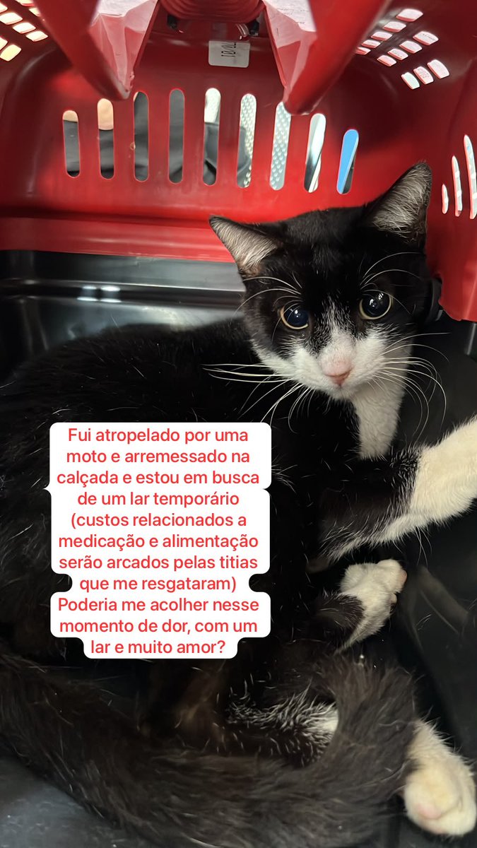 letcia_tinoco's tweet photo. Pessoal, estamos cuidando do Frajola, um gatinho que foi atropelado por uma moto no dia 29/09, em Rocha Miranda - Rio de Janeiro. Após o acidente, levamos ele ao veterinário e conseguimos um lar temporário. Porém, como ele não estava comendo, bebendo água, urinando ou defecando, além de apresentar sangramento e não movimentar as patas traseiras, precisou ser internado para exames e controle da dor hoje. 

Conseguimos custear a internação, as medicações, a alimentação especial, os raios X e a ultrassonografia (1.400,00) Agora, estamos arrecadando recursos para dar continuidade ao tratamento e precisamos urgentemente de um lar temporário para acolhê-lo a partir de amanhã, às 12h, durante a cirurgia e o período de recuperação. O que ele estava não poderá mais acolhê-lo. 

Quando estiver recuperado, Frajola estará disponível para adoção responsável. ❤️

Vamos ajudar o Frajola a se recuperar e encontrar um lar cheio de amor? Compartilhem por favor!!!!