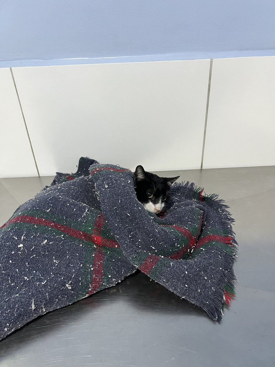 letcia_tinoco's tweet photo. Pessoal, estamos cuidando do Frajola, um gatinho que foi atropelado por uma moto no dia 29/09, em Rocha Miranda - Rio de Janeiro. Após o acidente, levamos ele ao veterinário e conseguimos um lar temporário. Porém, como ele não estava comendo, bebendo água, urinando ou defecando, além de apresentar sangramento e não movimentar as patas traseiras, precisou ser internado para exames e controle da dor hoje. 

Conseguimos custear a internação, as medicações, a alimentação especial, os raios X e a ultrassonografia (1.400,00) Agora, estamos arrecadando recursos para dar continuidade ao tratamento e precisamos urgentemente de um lar temporário para acolhê-lo a partir de amanhã, às 12h, durante a cirurgia e o período de recuperação. O que ele estava não poderá mais acolhê-lo. 

Quando estiver recuperado, Frajola estará disponível para adoção responsável. ❤️

Vamos ajudar o Frajola a se recuperar e encontrar um lar cheio de amor? Compartilhem por favor!!!!