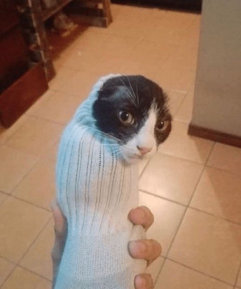 PunchingCat's tweet photo. https://t.co/zsRuLnOxc7