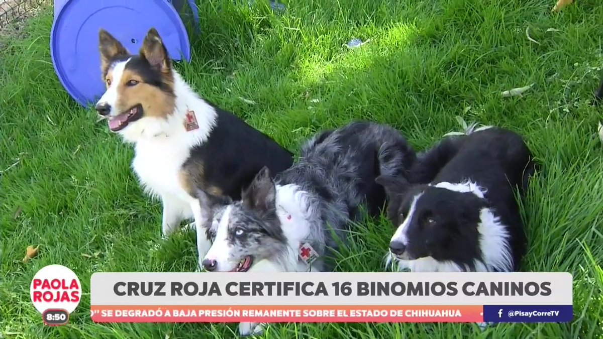 The image shows three border collie dogs sitting together on green grass next to a blue frisbee. A news banner reads "CRUZ ROJA CERTIFICA 16 BINOMIOS CANINOS" (Red Cross certifies 16 canine teams) from the "PAOLA ROJAS" show at 8:50, relating to the post's mention of the Red Cross certifying 16 canine binomials for their work.