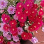 Photo by claufer 🌱🏵️🌱🏵️🌱 (@ce5432mas)