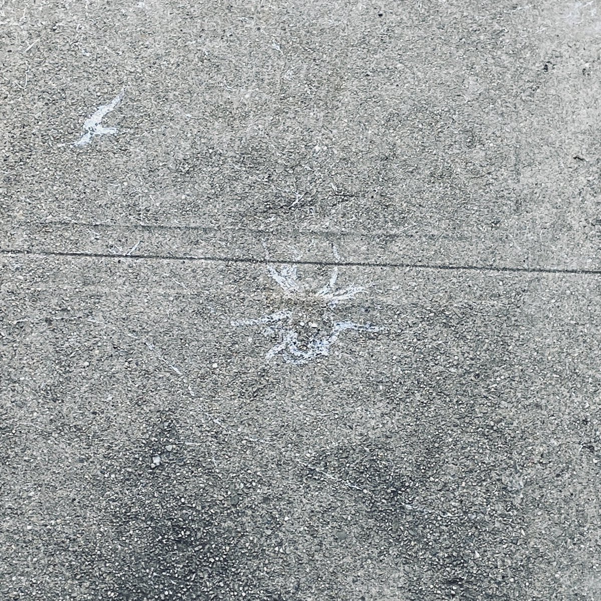 SharpsAndFlats's tweet photo. I’ve never seen slugs/snails make a slime trail in the shape of a spider! #nature https://t.co/h2Yf8QXJWA