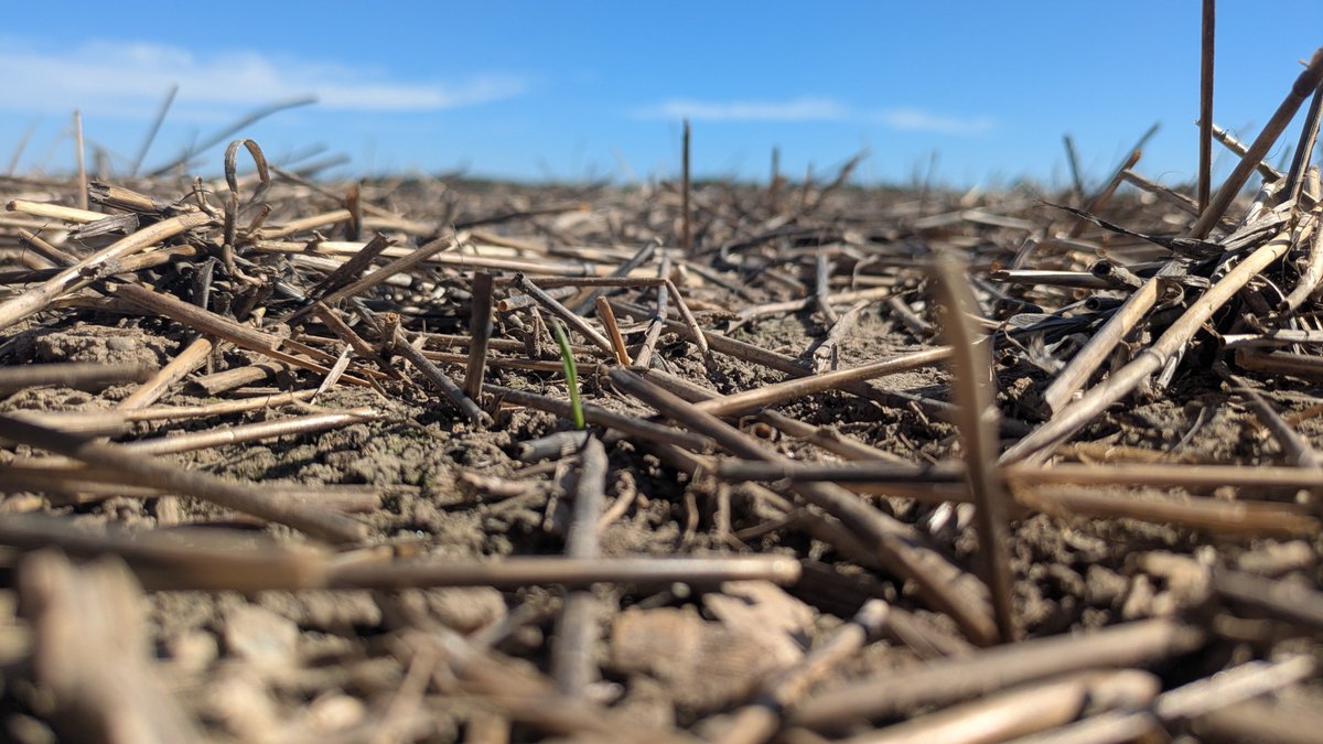 JoshSchat's tweet photo. The plot emerges! 

Trying some new combinations and varieties of triticale. Also some weed control products to test. Looking forward to yield and sample results next spring. https://t.co/HytJV2ePZS