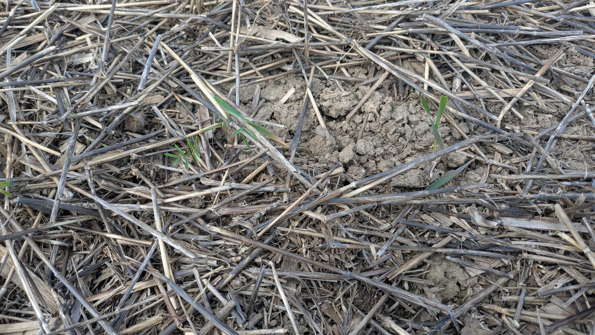 JoshSchat's tweet photo. The plot emerges! 

Trying some new combinations and varieties of triticale. Also some weed control products to test. Looking forward to yield and sample results next spring. https://t.co/HytJV2ePZS