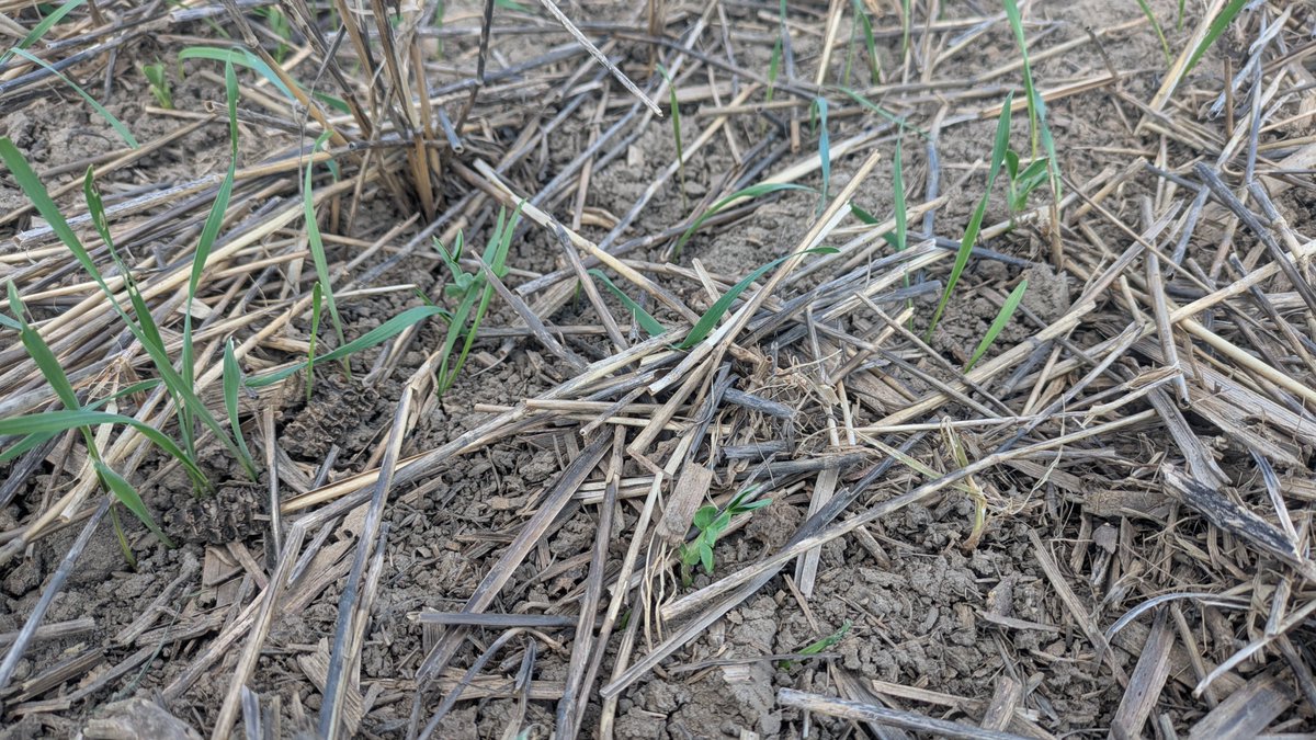 JoshSchat's tweet photo. The plot emerges! 

Trying some new combinations and varieties of triticale. Also some weed control products to test. Looking forward to yield and sample results next spring. https://t.co/HytJV2ePZS
