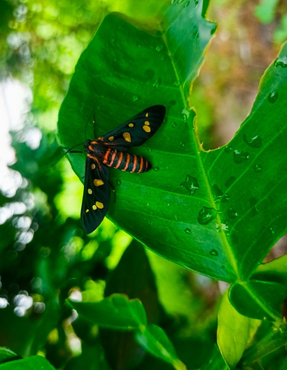 Angelinavx11's tweet photo. “Black, gold &amp; orange — nature nailed the design. 🦋🔥 https://t.co/rOzlw8ZROt