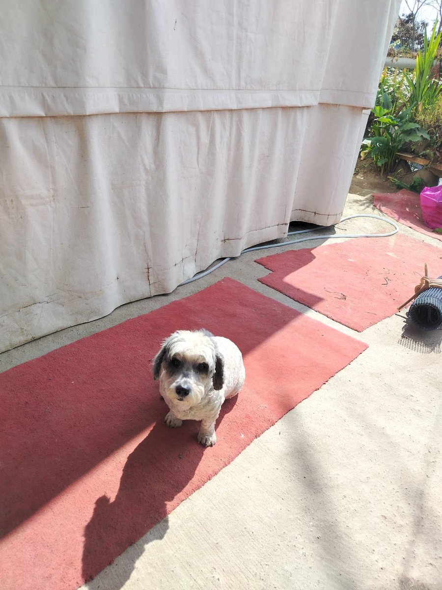 fundacionikigai's tweet photo. Adopta a Snoopy porfavor 🙏
Este pequeñito está buscando familia definitiva porfavor ayúdanos a encontrar algo para el contáctanos +56987446146 castrado y se entrega con todo al día!
#santiagochile #adoptanocompres https://t.co/Pn6CtqWsnV