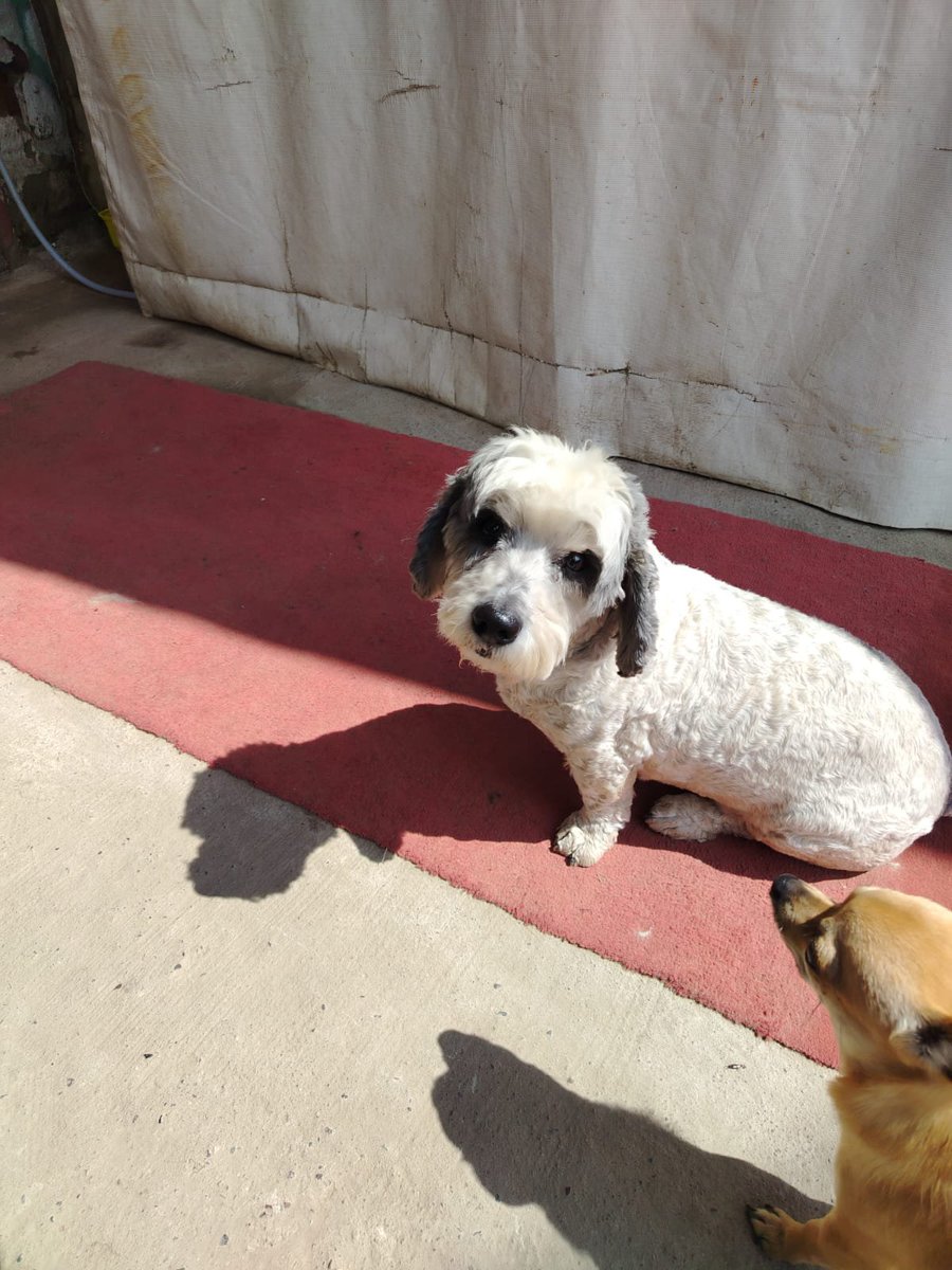 fundacionikigai's tweet photo. Adopta a Snoopy porfavor 🙏
Este pequeñito está buscando familia definitiva porfavor ayúdanos a encontrar algo para el contáctanos +56987446146 castrado y se entrega con todo al día!
#santiagochile #adoptanocompres https://t.co/Pn6CtqWsnV