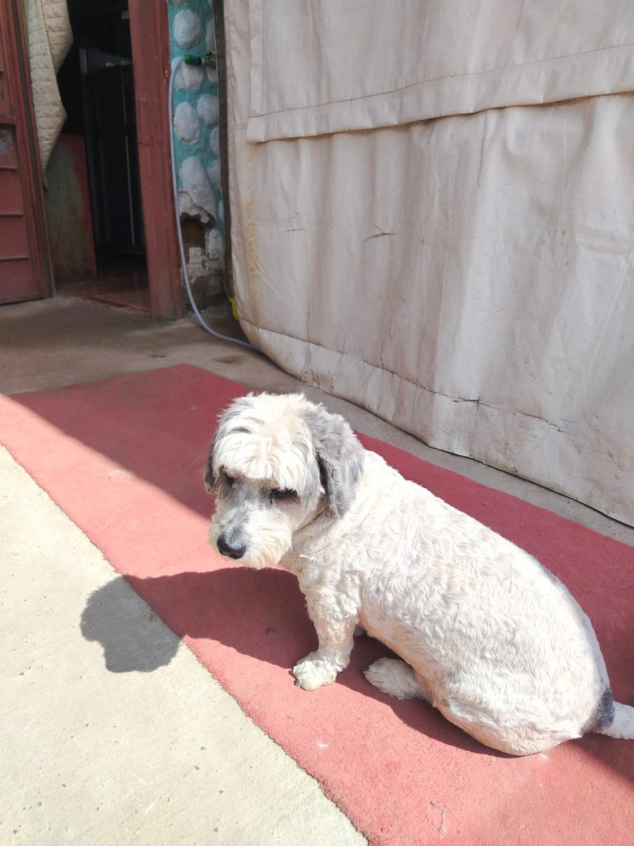 fundacionikigai's tweet photo. Adopta a Snoopy porfavor 🙏
Este pequeñito está buscando familia definitiva porfavor ayúdanos a encontrar algo para el contáctanos +56987446146 castrado y se entrega con todo al día!
#santiagochile #adoptanocompres https://t.co/Pn6CtqWsnV