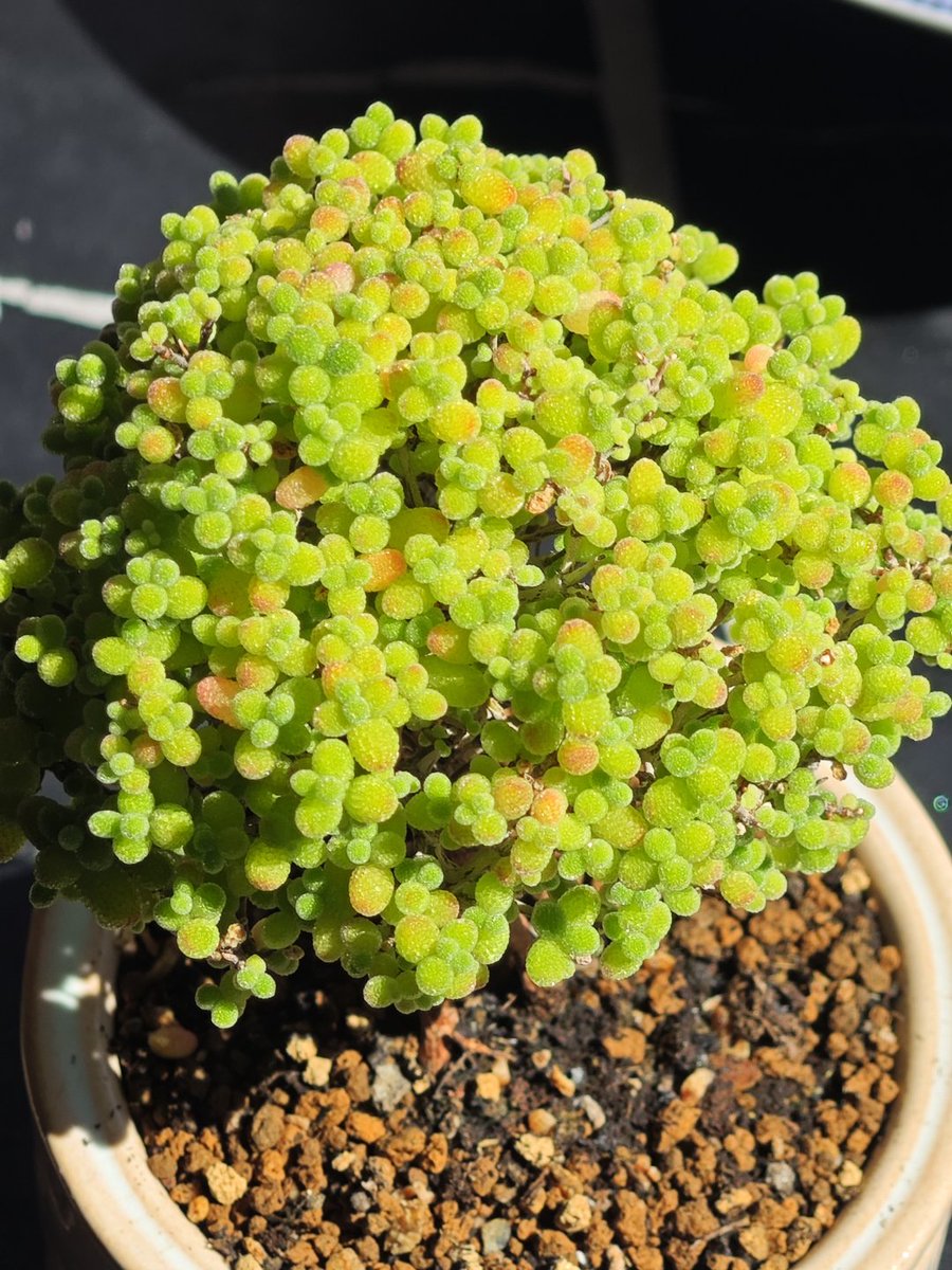 Donna_LSQ's tweet photo. As a member of the shrubby mesembs, it looks dainty but grows tough. With well-draining soil, good ventilation, and a tiny pot to restrict its growth, it will effortlessly form this adorable, bubbly sphere. It's truly a top tier beauty in the succulent community! https://t.co/B76r8A8New