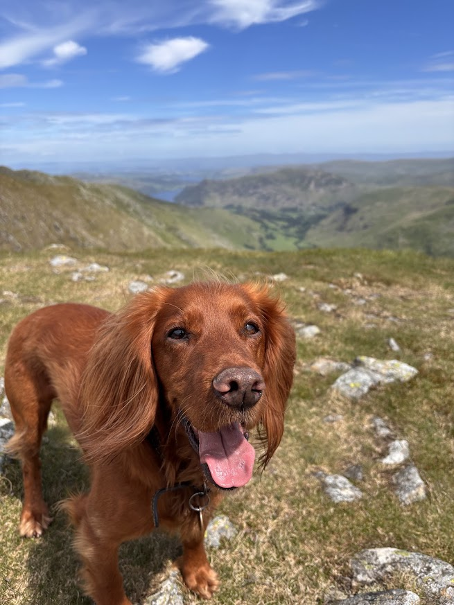 millypod1's tweet photo. 🆘30 SEPT 2026 #Lost Barney #ScanMe
Cocker Spaniel Male
Broomley Woods #Broomley #NE43
parish #Stocksfield #Northumberland Prudhoe North
https://t.co/b8ZhZI3Av9 https://t.co/uMbOj5HvP7