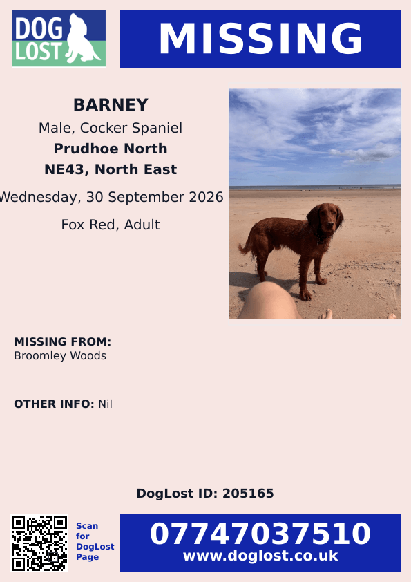 millypod1's tweet photo. 🆘30 SEPT 2026 #Lost Barney #ScanMe
Cocker Spaniel Male
Broomley Woods #Broomley #NE43
parish #Stocksfield #Northumberland Prudhoe North
https://t.co/b8ZhZI3Av9 https://t.co/uMbOj5HvP7
