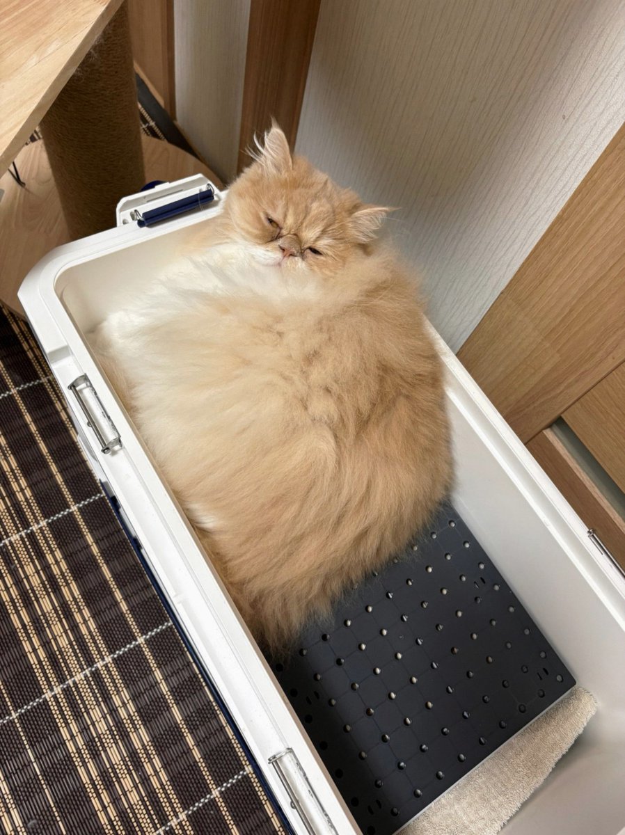 nancynelson_125's tweet photo. 脚本が『あなたのブツが、ここに』の櫻井剛さんなので、大層期待していましたが、ほぼ史実通りな設定で尚且つ魅せ方の上手さに、もう一話目から大好きな感じでワックワクです！
opに石橋静河さんのダンスも観れて最高…だって宇野千代先生なら絶対踊りそうだもの✨ https://t.co/FeLJlYGsTh