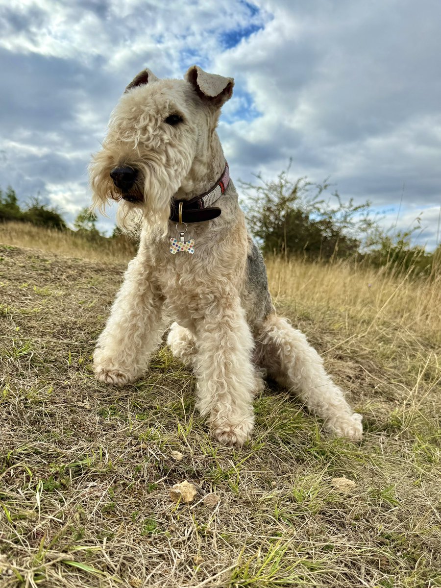 bertie_lakeland's tweet photo. So I’ve started writing a book about me 😊❤️ https://t.co/RskDkzSysV