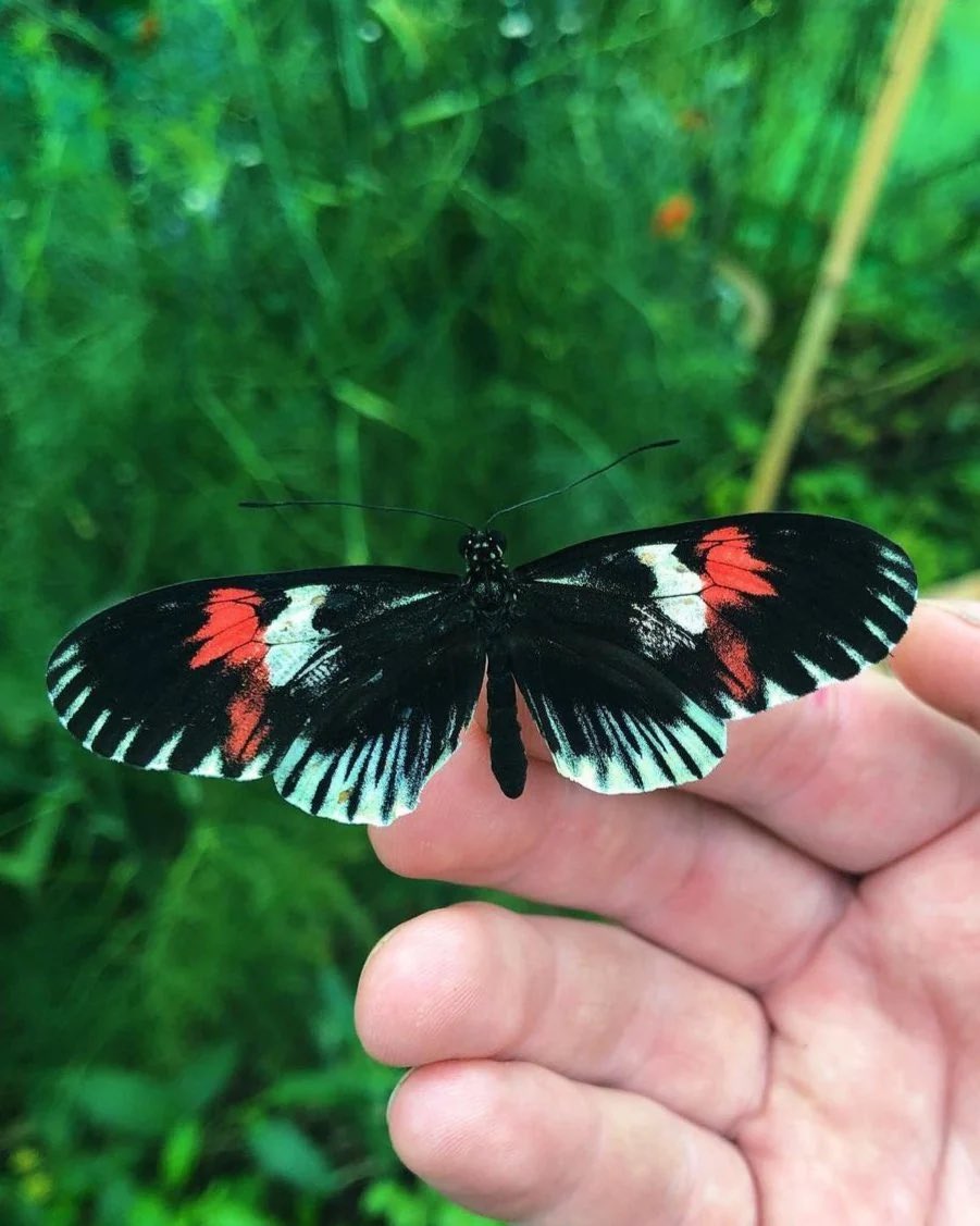 Fukalenkase's tweet photo. Actually can we start assigning butterflies to vsynths. This specific postman butterfly is mayu https://t.co/5Ze3jSt2rV