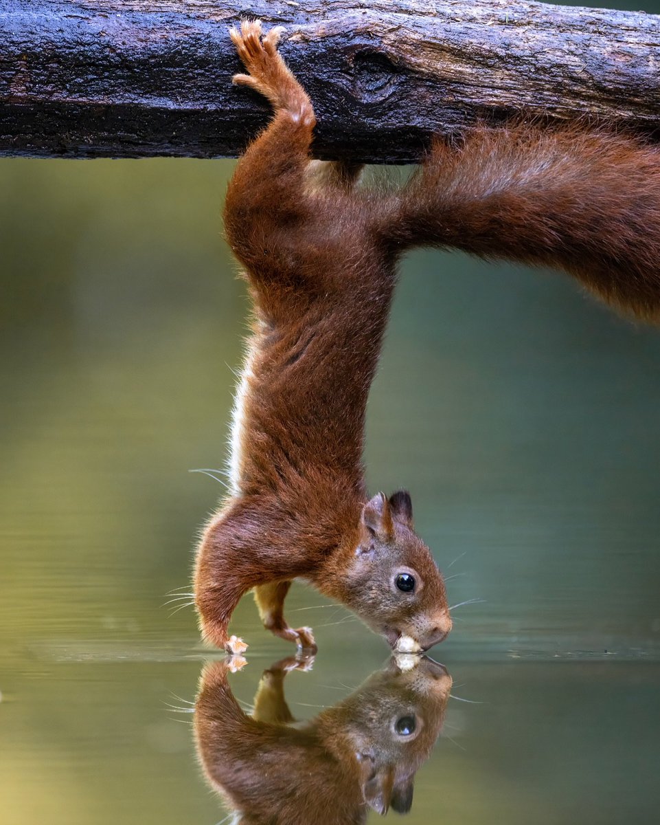 _animals_1's tweet photo. https://t.co/MvJCy5MJ8p