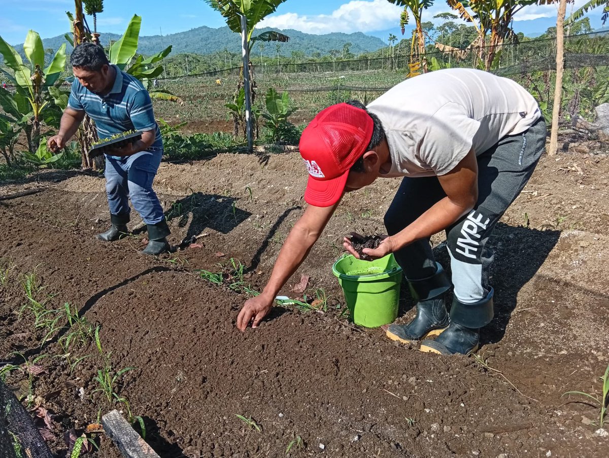 Agricultura_CZ2's tweet photo. ¡Más conocimientos para producir mejor en el campo!

En #Napo, 16 familias de Tzwata, Carlos Julio Arosemena Tola, participaron en una jornada práctica sobre el cultivo y cuidado de hortalizas. 

Fortalecemos conocimientos para mejorar la producción y la economía familiar. https://t.co/UFINhohj95