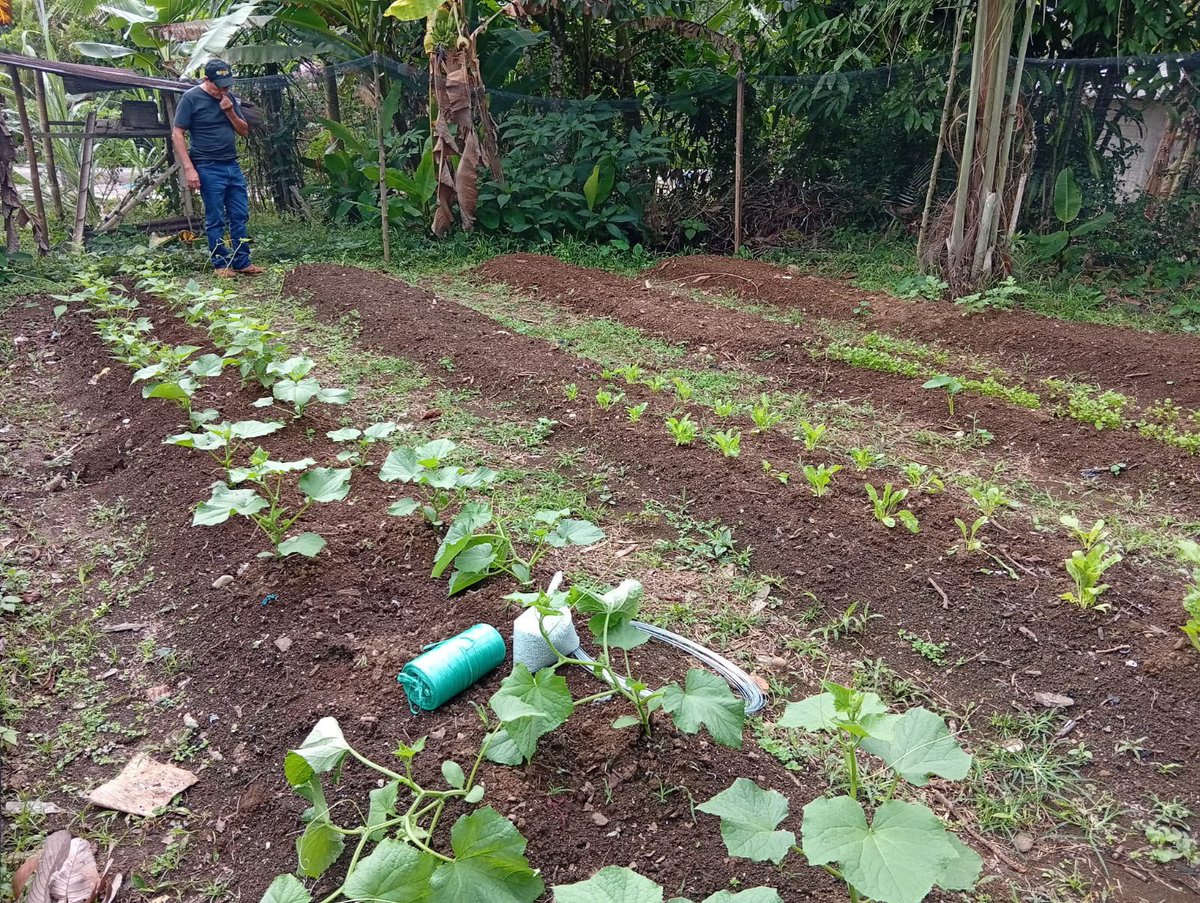 Agricultura_CZ2's tweet photo. ¡Más conocimientos para producir mejor en el campo!

En #Napo, 16 familias de Tzwata, Carlos Julio Arosemena Tola, participaron en una jornada práctica sobre el cultivo y cuidado de hortalizas. 

Fortalecemos conocimientos para mejorar la producción y la economía familiar. https://t.co/UFINhohj95