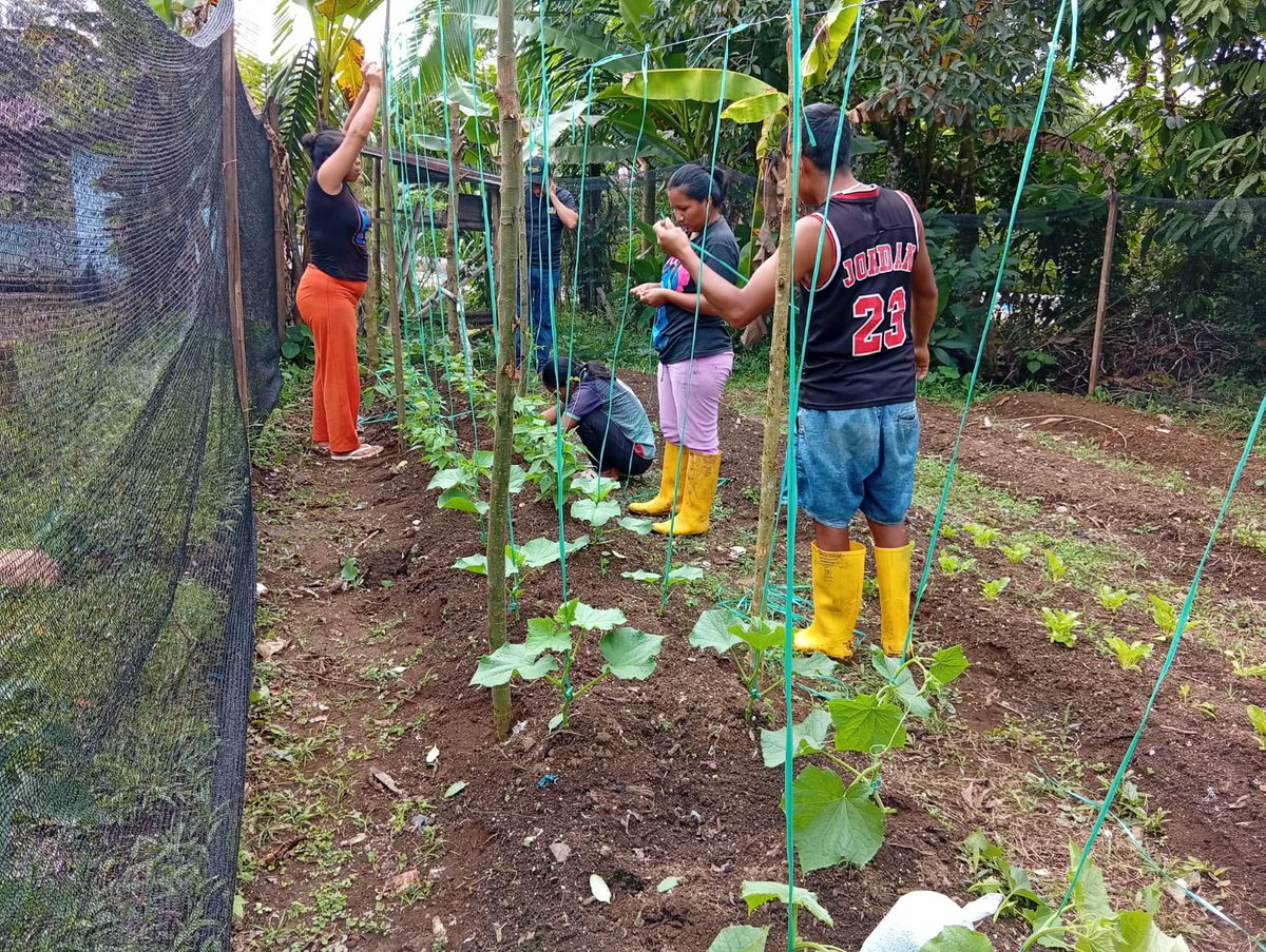 Agricultura_CZ2's tweet photo. ¡Más conocimientos para producir mejor en el campo!

En #Napo, 16 familias de Tzwata, Carlos Julio Arosemena Tola, participaron en una jornada práctica sobre el cultivo y cuidado de hortalizas. 

Fortalecemos conocimientos para mejorar la producción y la economía familiar. https://t.co/UFINhohj95