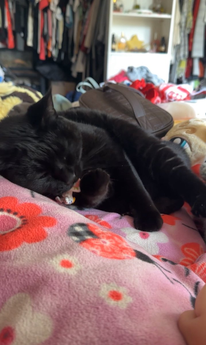 cashbuglps's tweet photo. chomp chomp https://t.co/snnVYAgENF
