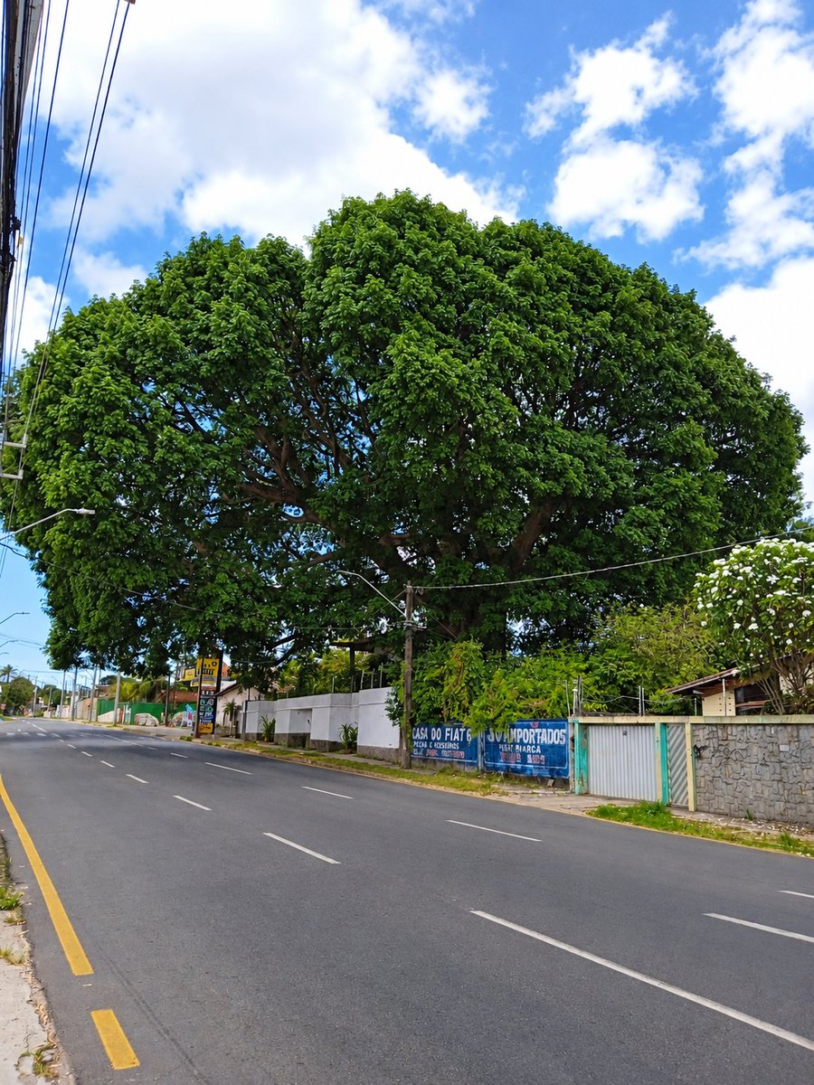 Alexjovem1's tweet photo. Essa aqui é a Barrigudeira mais linda de São Luís 😍 https://t.co/rb1zvEm4Da