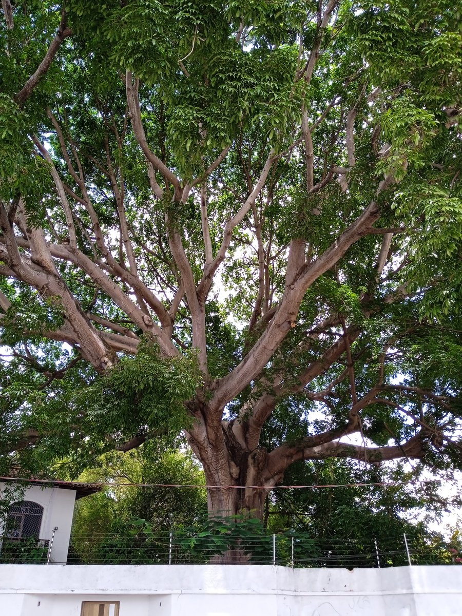 Alexjovem1's tweet photo. Essa aqui é a Barrigudeira mais linda de São Luís 😍 https://t.co/rb1zvEm4Da