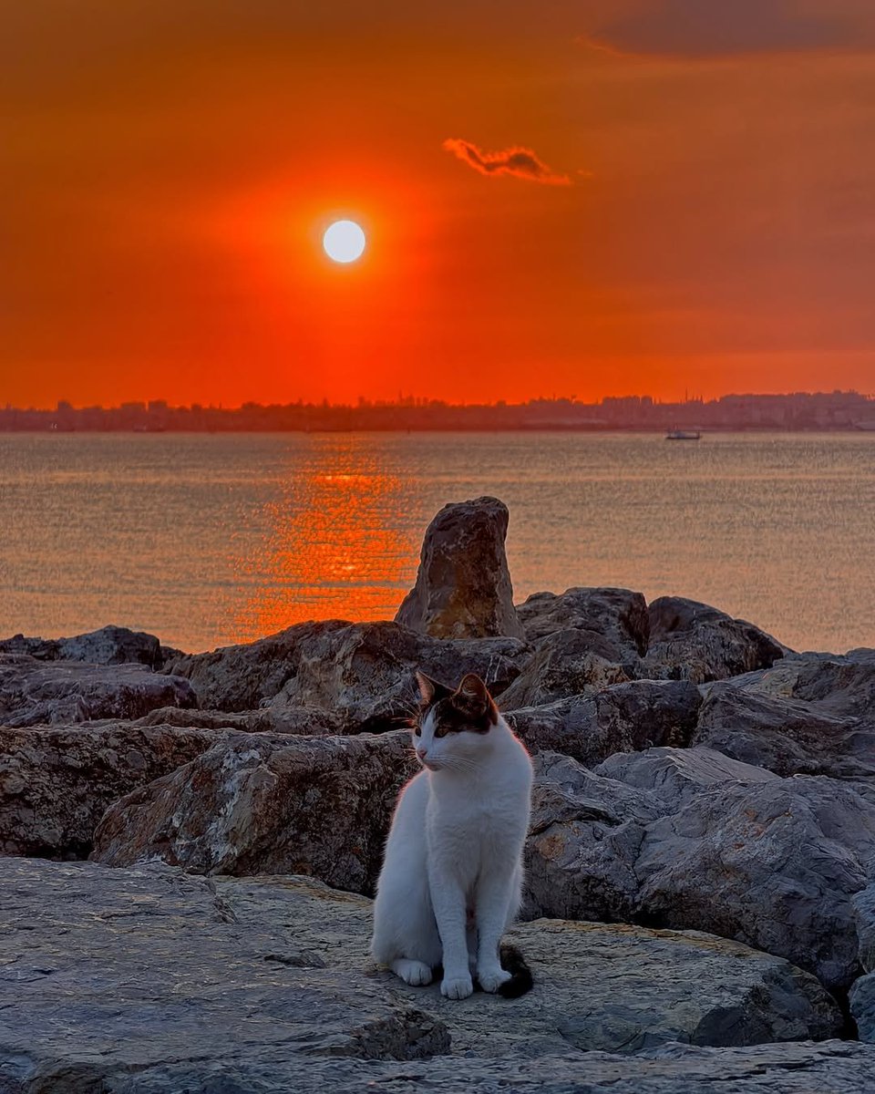 UMindforum's tweet photo. #Istanbul #Bosfor #Turkey #visittürkiye #Istanbulcat 😻🇹🇷🍎 https://t.co/PNj5sFOILy
