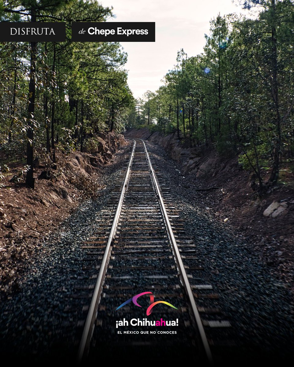 ahChihuahua's tweet photo. ¡Una travesía inolvidable sobre rieles al corazón de la Sierra Tarahumara! 🚂🌾 Desconéctate en el Chepe Express entre túneles, puentes y barrancas en este inicio de otoño. Elige tu vagón y recorre el Pueblo Mágico de Creel. 🏔️✨
#AhChihuahua #ChepeExpress https://t.co/V9dxQhFOLS