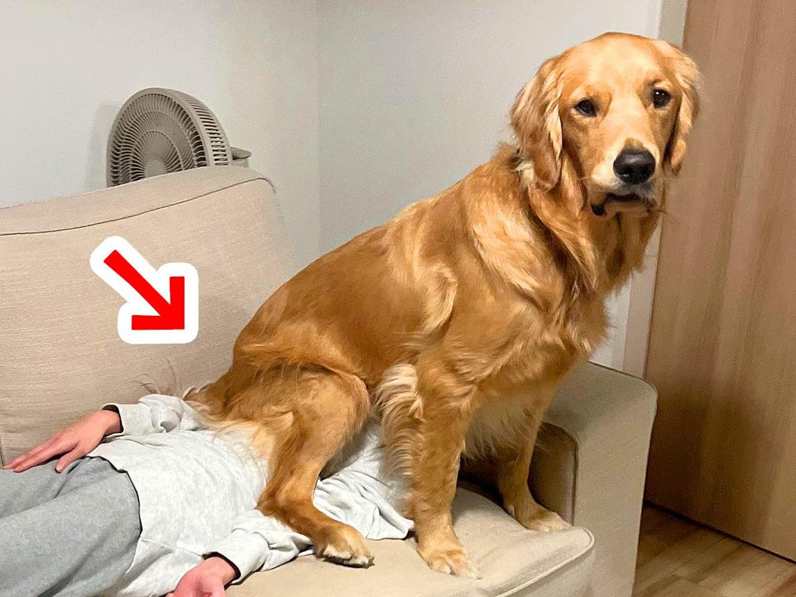 DianeLegacy1's tweet photo. I left for five minutes.

Came back…

My seat was gone.
My blanket was gone.
And apparently, the couch belongs to him now. 😂🐶
#FunnyDogs #DogLife #DogsOfX #PetHumor https://t.co/DGqS1ome3C