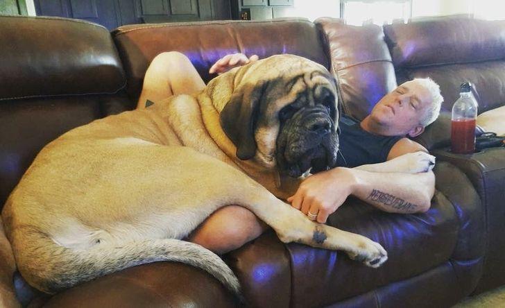 DianeLegacy1's tweet photo. I left for five minutes.

Came back…

My seat was gone.
My blanket was gone.
And apparently, the couch belongs to him now. 😂🐶
#FunnyDogs #DogLife #DogsOfX #PetHumor https://t.co/DGqS1ome3C