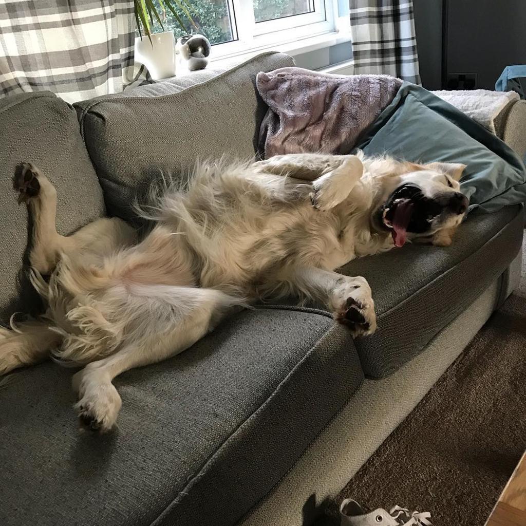 DianeLegacy1's tweet photo. I left for five minutes.

Came back…

My seat was gone.
My blanket was gone.
And apparently, the couch belongs to him now. 😂🐶
#FunnyDogs #DogLife #DogsOfX #PetHumor https://t.co/DGqS1ome3C