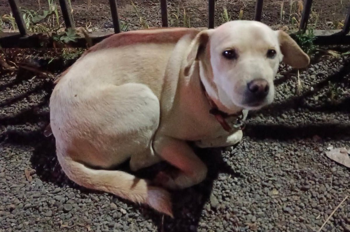 eltuitdemarsh's tweet photo. Esta pequeña lleva días deambulando con mucha hambre y sed. Se nota que no sabe andar en la calle pues ya varias veces casi la atropellan. Lleva collar, pero sin placa de identificación. Si la reconoces o deseas darle un hogar, comunícate al +56934498163. Favor RT!
#Pudahuel https://t.co/QzO4w5LfbU