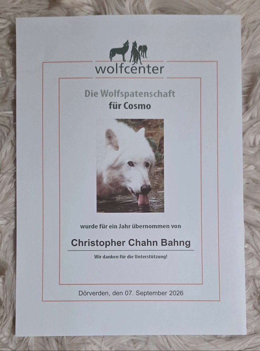 faux_hollow's tweet photo. Bang Chan is now officially a Godparent/sponsor for Cosmo, a wolf in Germany. 
The money is for taking care of the wolves, giving them a better home at the wolfcenter. https://t.co/gaN5Qbfbdb