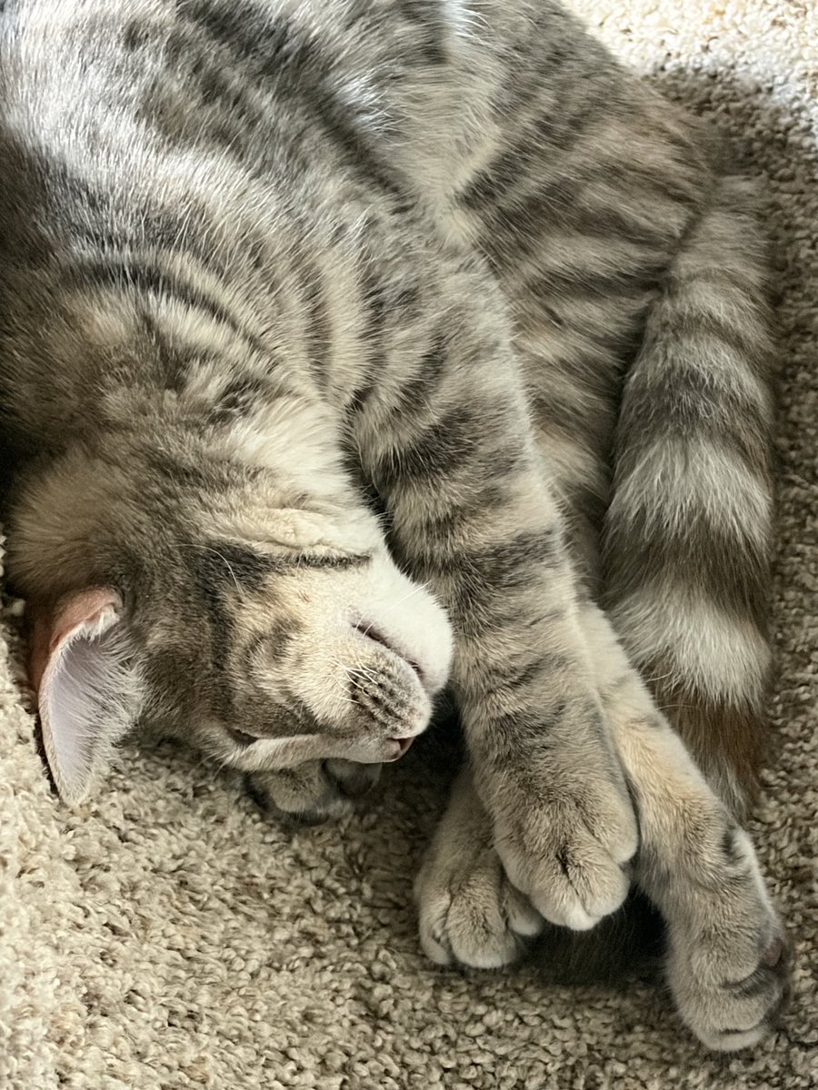 Siriu7BlueMike's tweet photo. Luna catnapping https://t.co/NZBVcHR2Mr