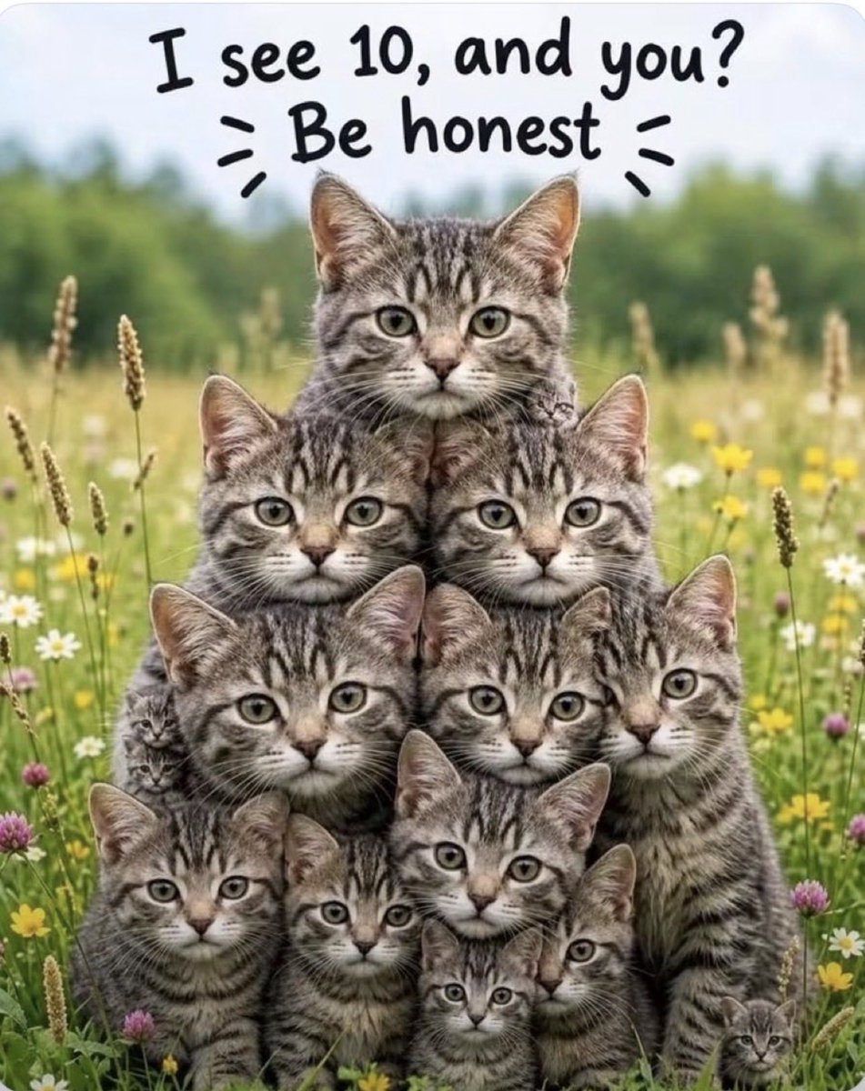 greatamericap's tweet photo. How Many Cats 
Do You See ?? https://t.co/rgw4hn3vXj
