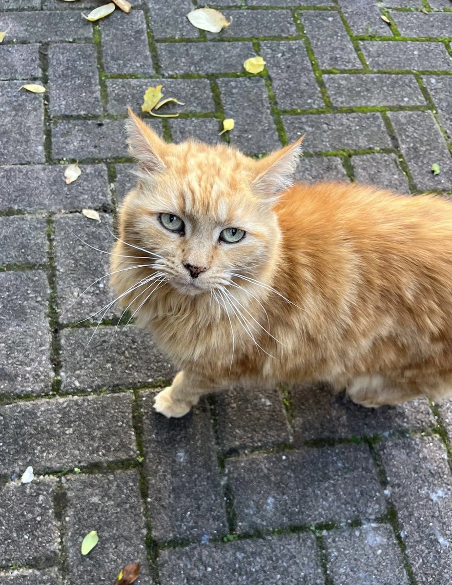 MinotJason's tweet photo. Have a wonderful #WhiskerWednesday everypawdy!!! Lubs ya! 🐾❤️~Missy Moo~❤️🐾 #redtabby #humpday #BeKindAlways #catsarefamily #AdoptDontShop #CatsOnX #MinotTowers https://t.co/K0v8G55hQ1