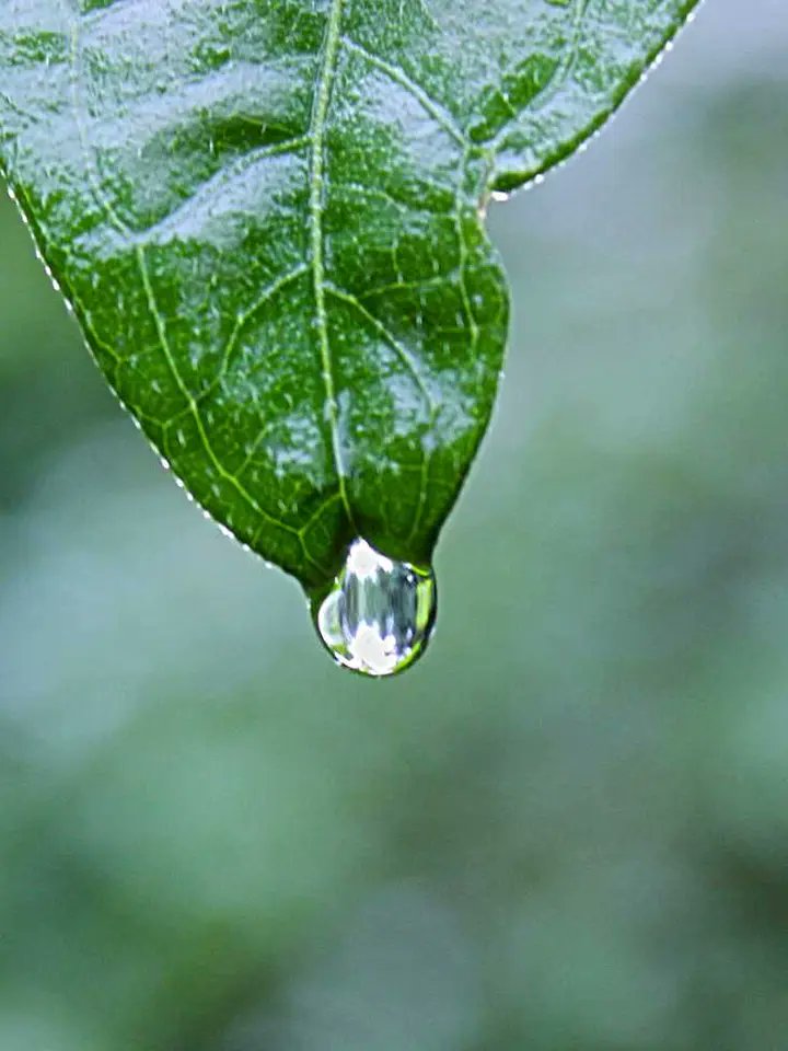guiligan100's tweet photo. Then swifter plunge than lightnings cleave the air.😯 https://t.co/Q5z3YTZwko